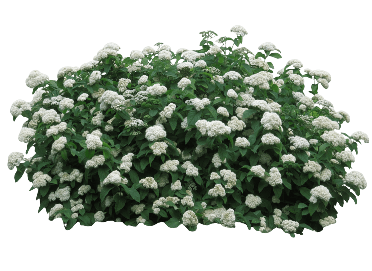Spirea, Fritsch (Spiraea Fritschiana) - Ground Layers