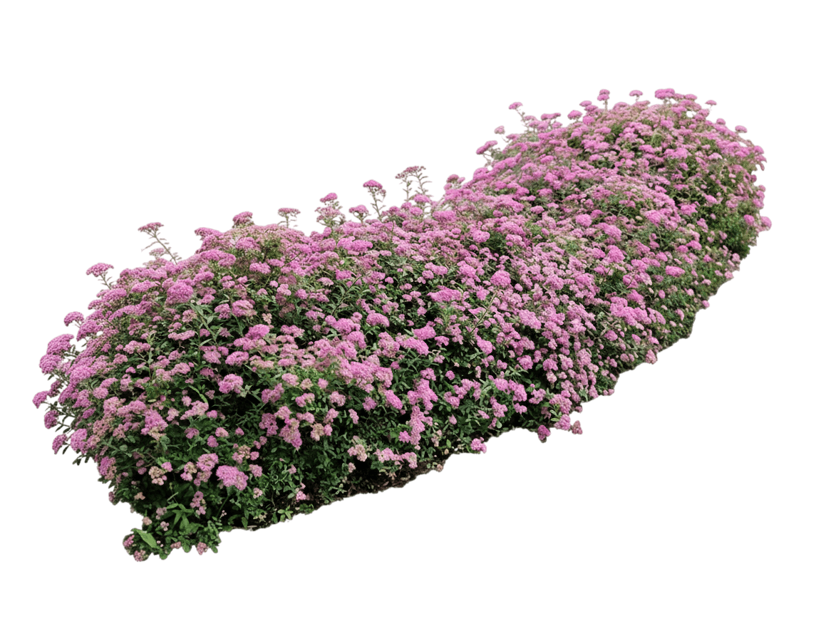 Spirea, Daphne (Spiraea Japonica 'Alpina') - Ground Layers