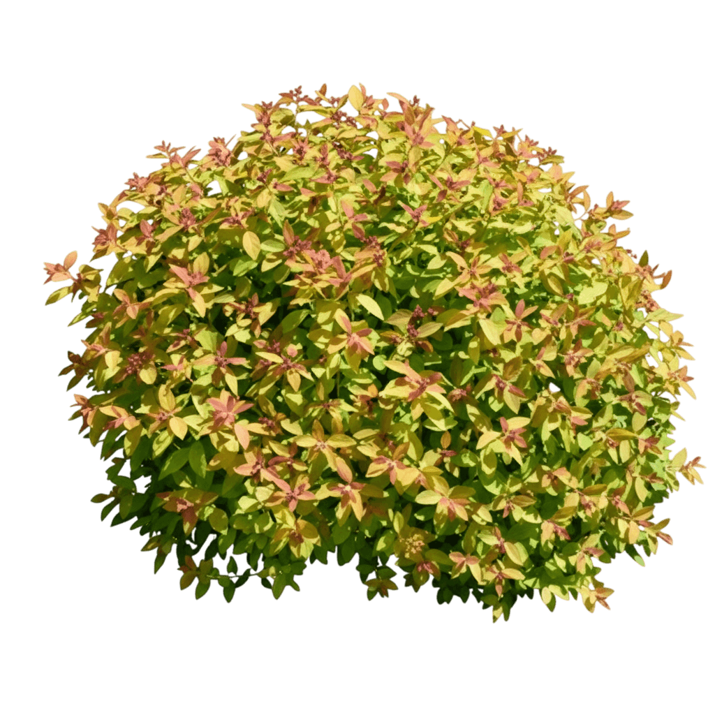 Spirea, Double Play Candy Corn (Spiraea Japonica 'Ncsx1') - Ground Layers