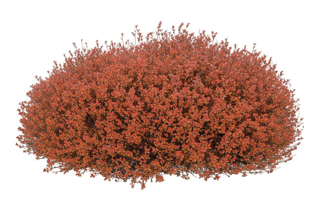 Spirea, Magic Carpet (Spiraea Japonica Pp 9363 'Magic Carpet') - Ground Layers