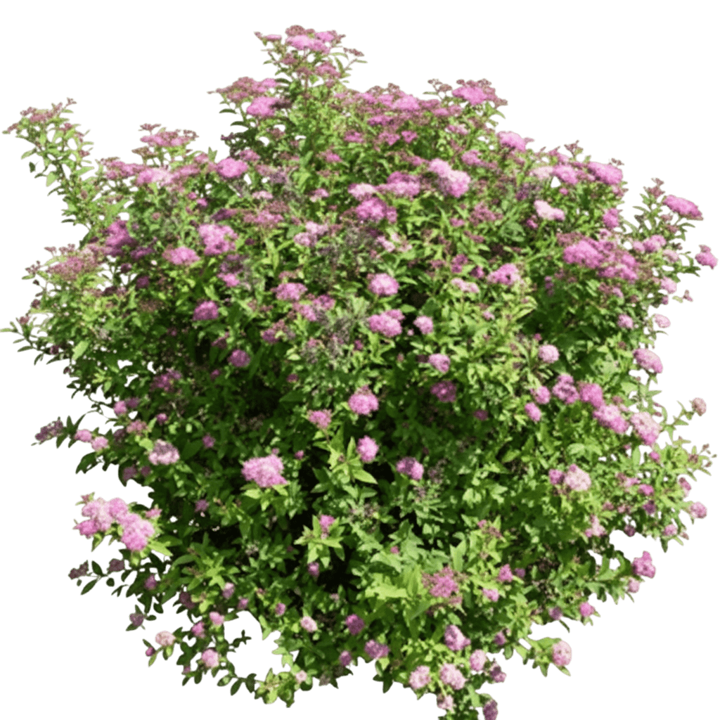 Spirea, Gumball (Spiraea X Bumalda 'Gumball') - Ground Layers