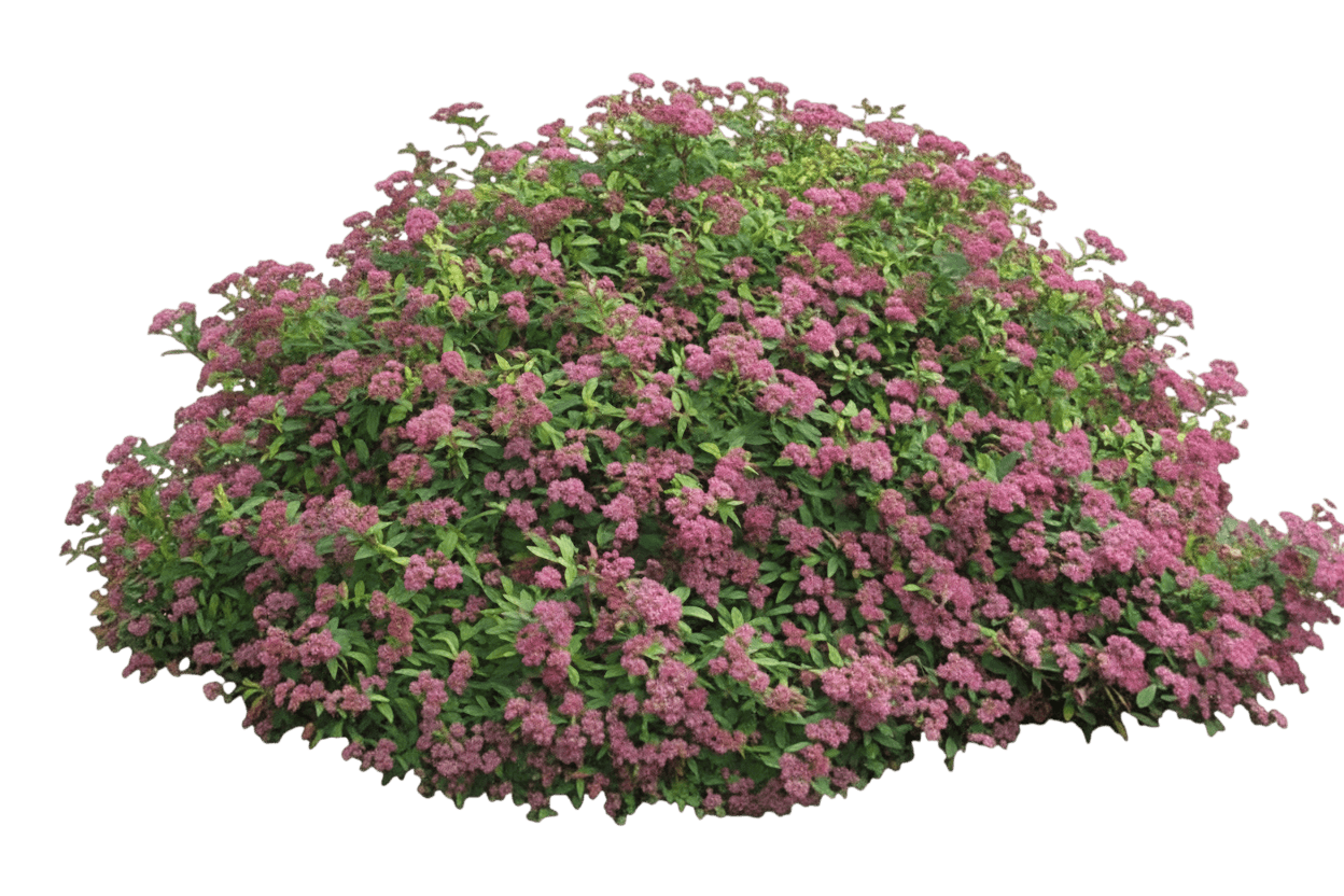 Magic Carpet Spirea (Spiraea X Bumalda 'Magic Carpet') - Ground Layers