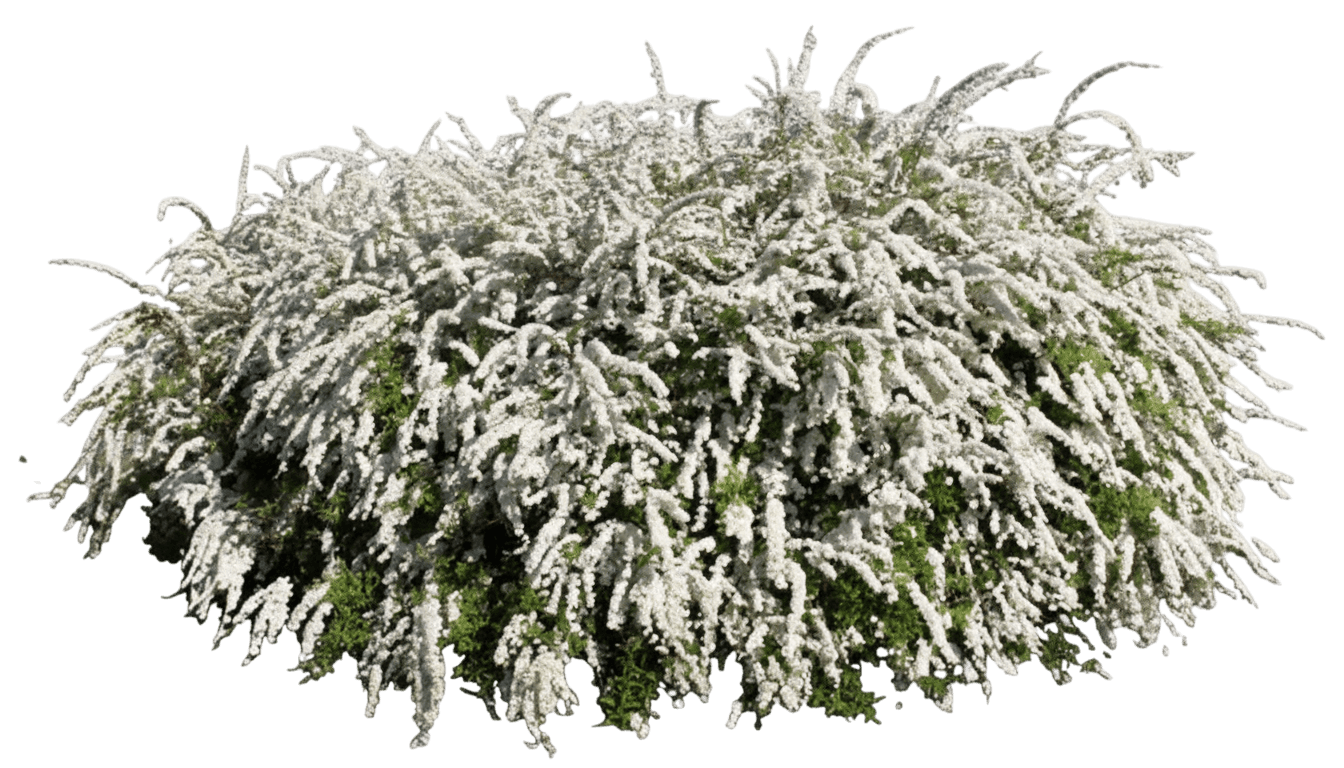 Spirea, Grefsheim (Spiraea X Cineria 'Grefsheim') - Ground Layers