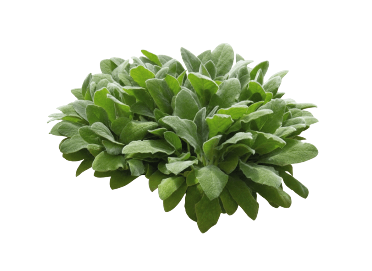 Lamb'S Ear, Fuzzy Wuzzy (Stachys Byzantina 'Fuzzy Wuzzy') - Perennials