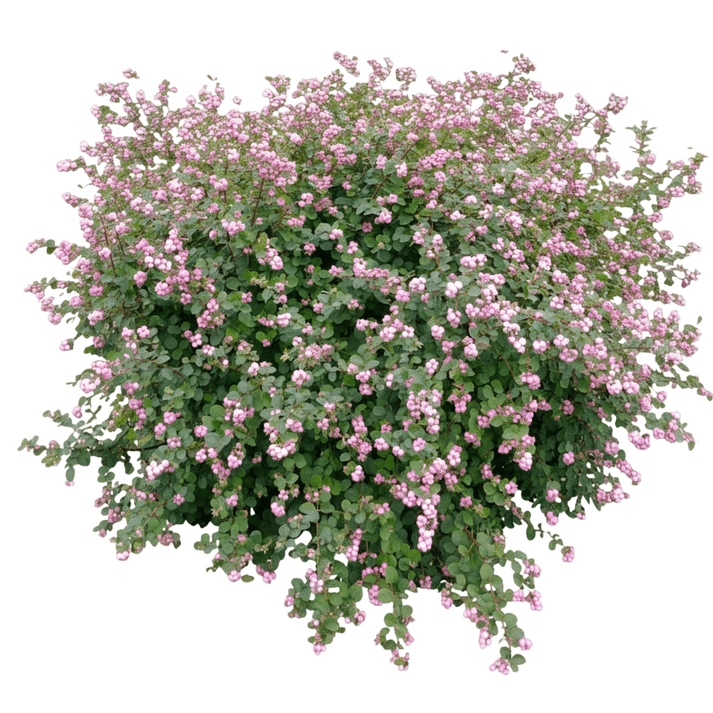 Proud Berry® Coral Berry (Symphoricarpos Sp. Proud Berry 'Sofie') - Ground Layers