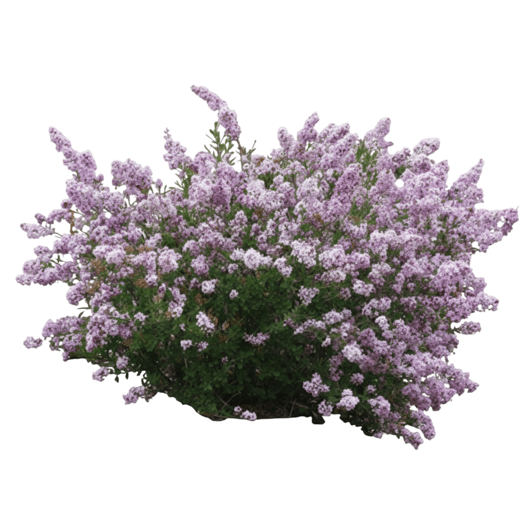 Lilac, Cheyenne Littleleaf (Pink On Repeat) (Syringa Microphylla 'Cheyenne') - Ground Layers