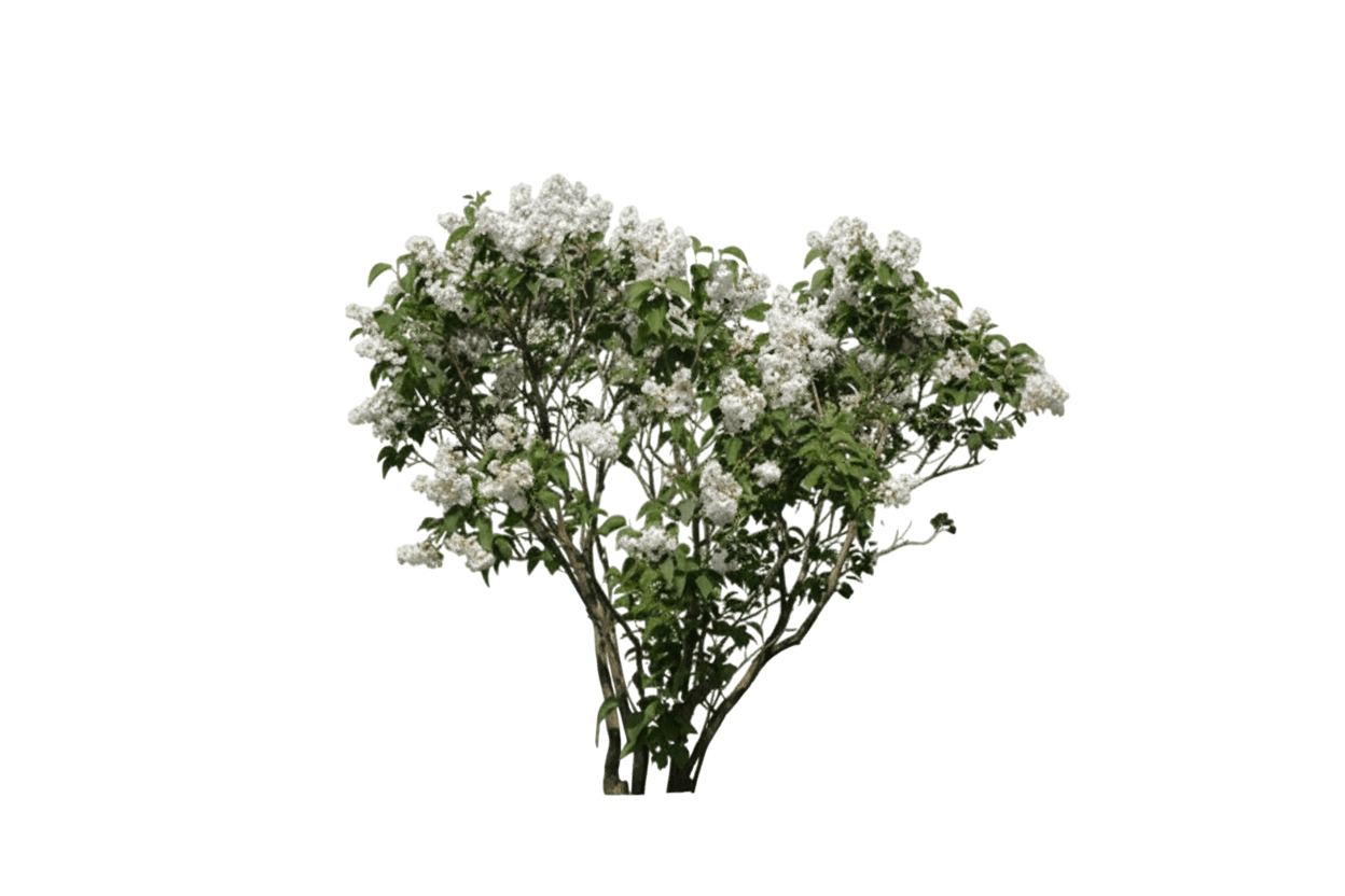 Lilac, Beauty Of Moscow (Syringa Vulgaris 'Beauty Of Moscow') - Ground Layers