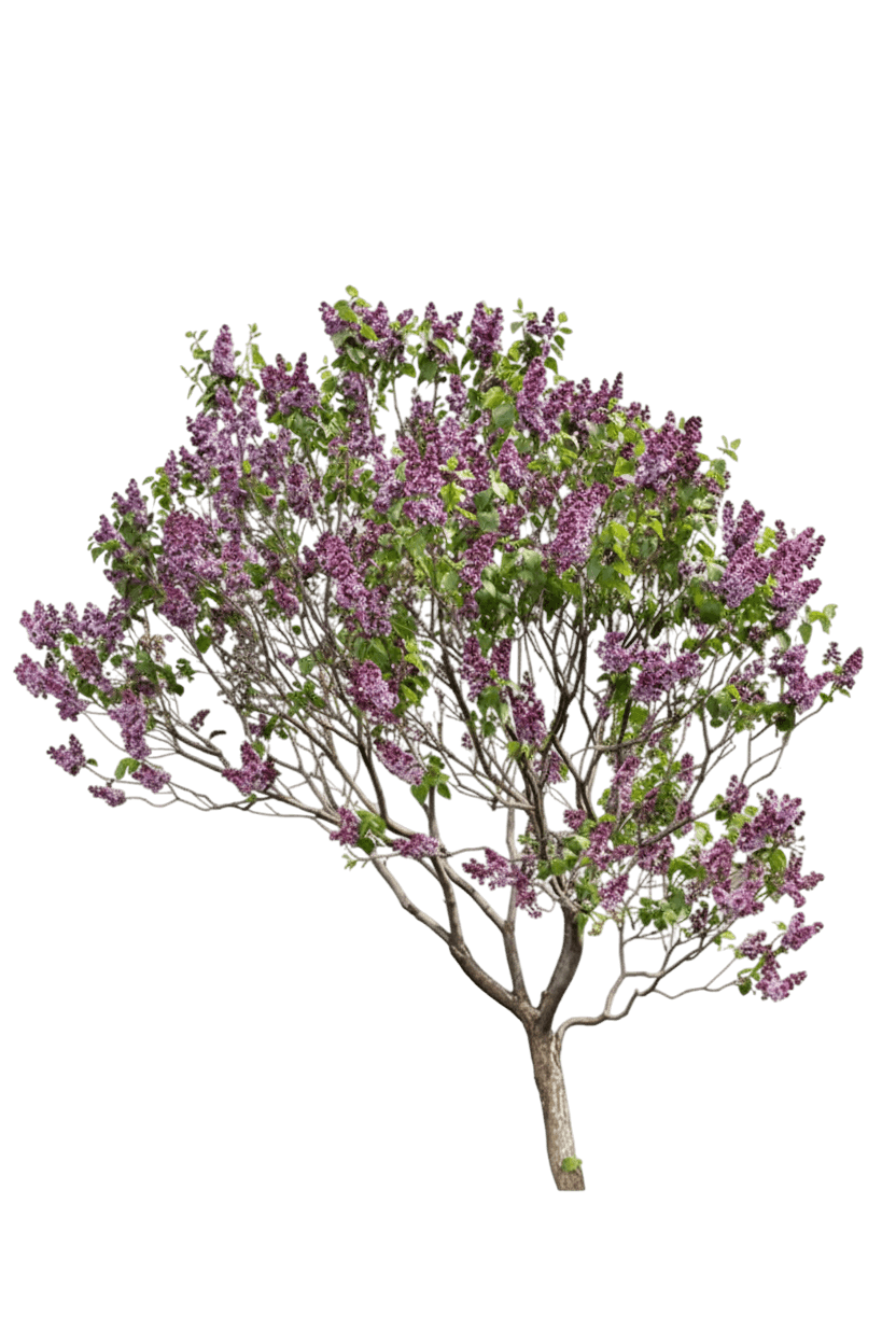 Lilac, Sensation (Syringa Vulgaris 'Sensation') - Ground Layers
