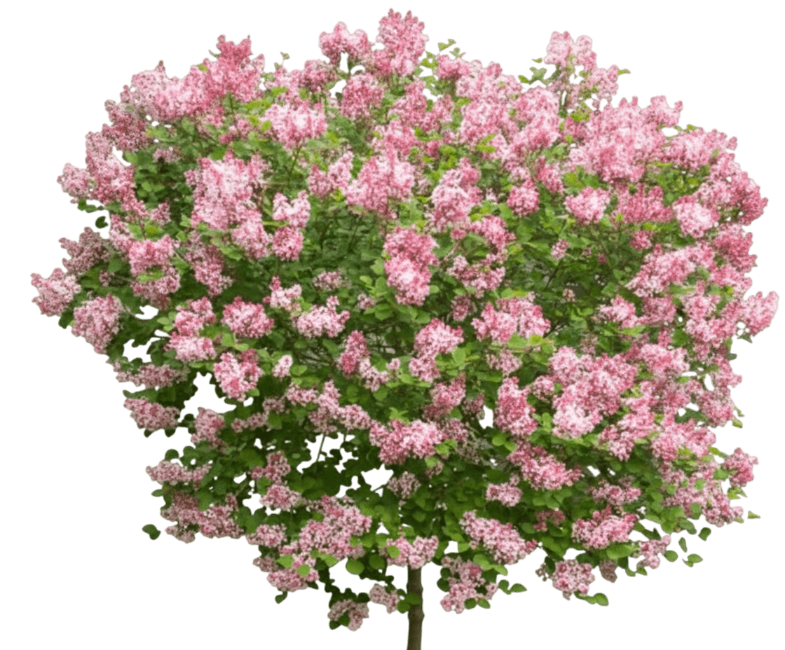 Lilac, Tinkerbelle® (Syringa X 'Bailbelle') - Ground Layers