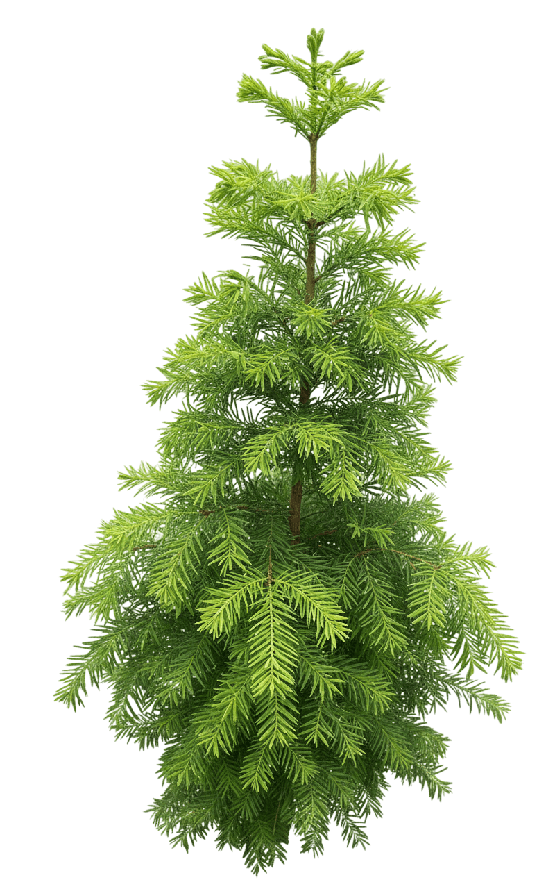 Falling Waters Weeping Bald Cypress (Taxodium Distichum 'Falling Waters') - Shade Trees