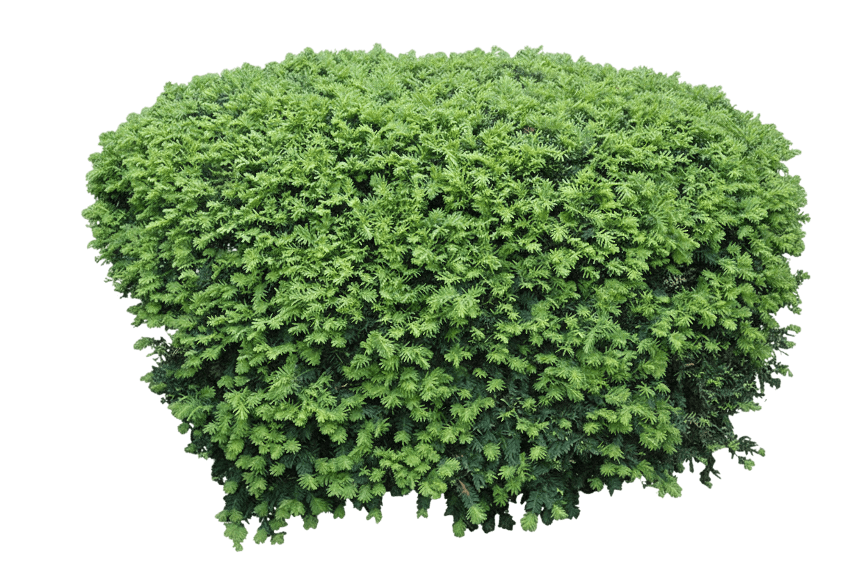 Yew, Dense Spreading (Taxus Media 'Densiformis') - Ground Layers