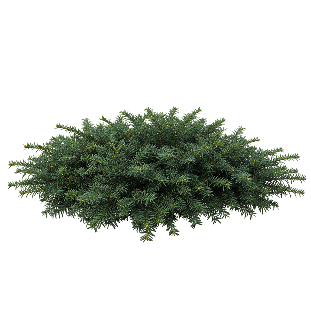 Dark Green Spreader Yew (Taxus X Media 'Nigra') - Ground Layers
