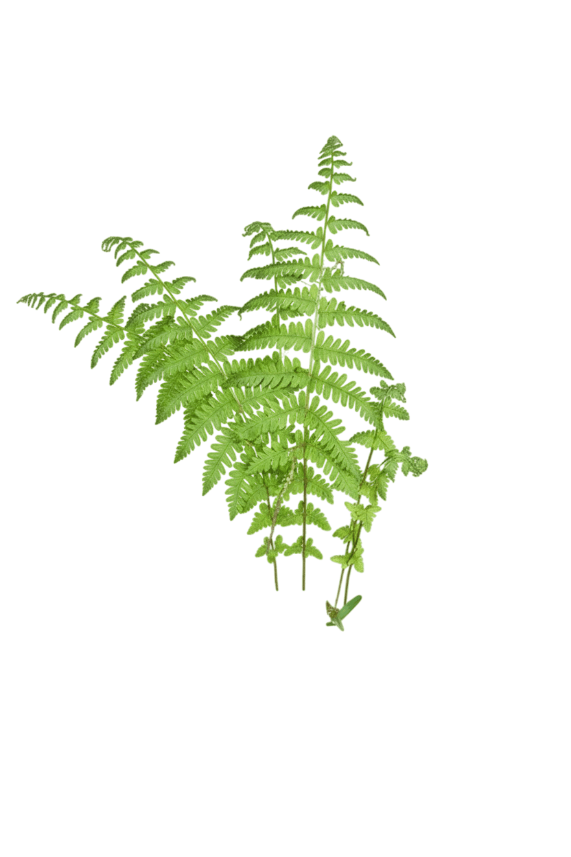 New York Fern (Thelypteris Noveboracensis) - Perennials