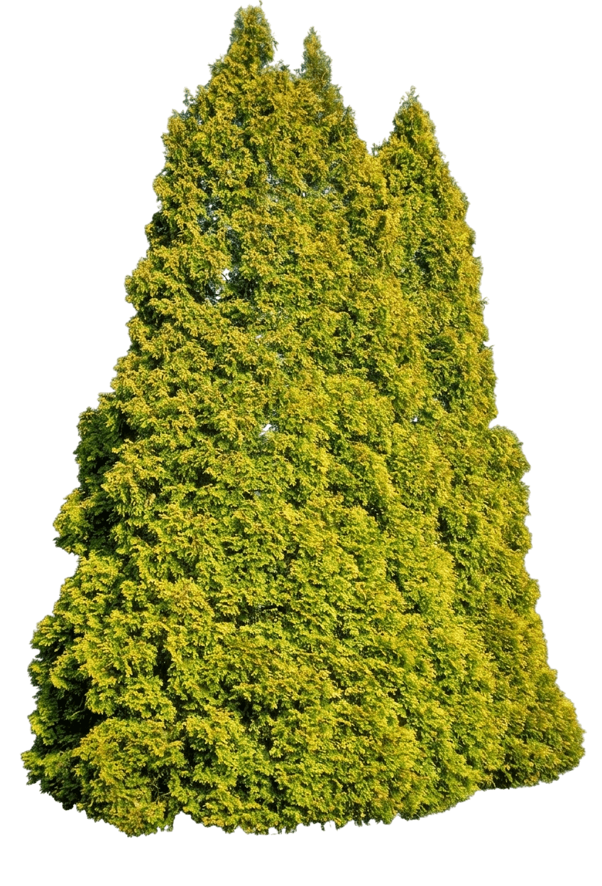 Golden Blush American Arborvitae (Thuja Occidentalis 'Golden Blush') - Evergreen Trees