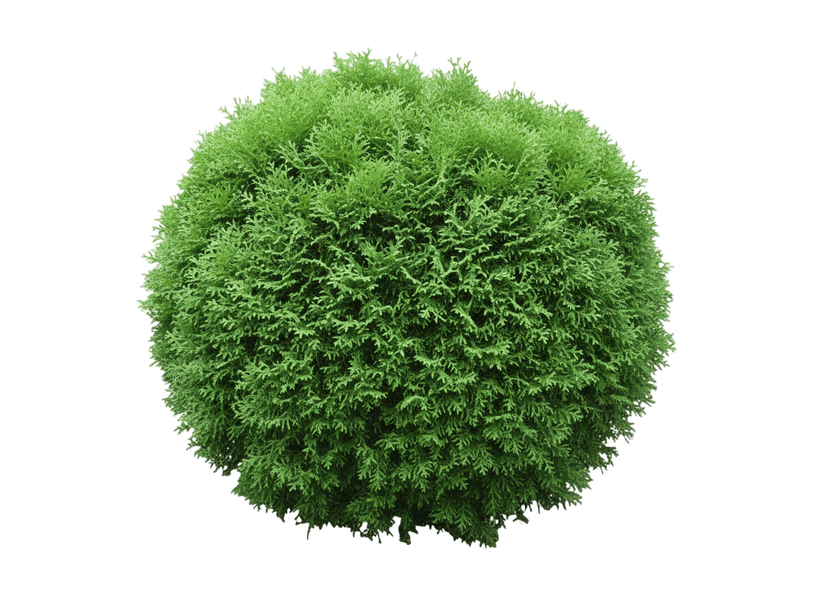 Little Giant Arborvitae (Thuja Occidentalis 'Little Giant') - Ground Layers