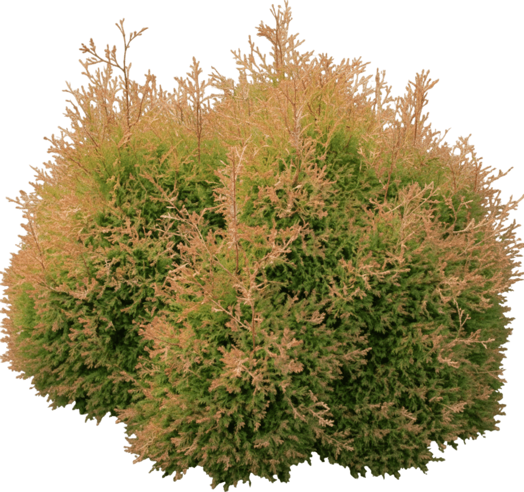 Fire Chief™ Globe Arborvitae (Thuja Occidentalis Fire Chief 'Congabe') - Ground Layers