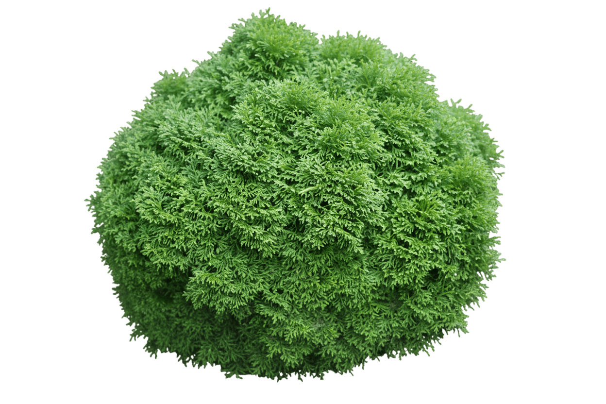 Tater Tot® Arborvitae (Thuja Occidentalis Tater Tot 'Smntobab') - Ground Layers