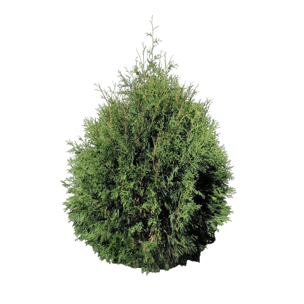 Techny Arborvitae (Thuja Occidentalis Techny 'Mission') - Evergreen Trees