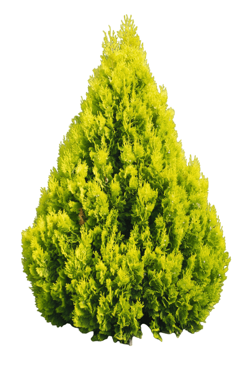 Franky Boy Oriental Arborvitae (Thuja Orientalis 'Franky Boy') - Ground Layers
