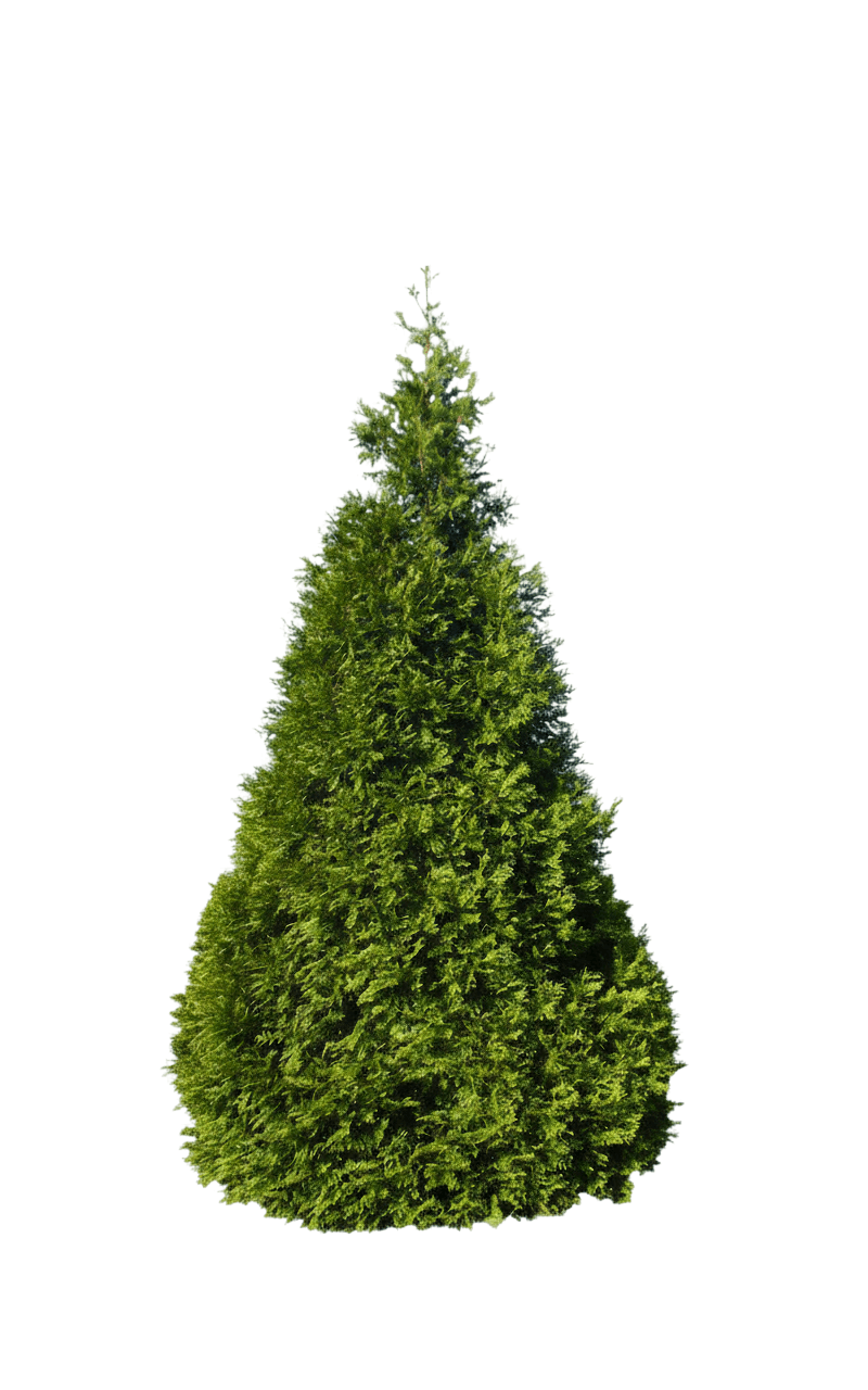 Thuja Green Giant (Thuja Standishii X Plicata) - Evergreen Trees