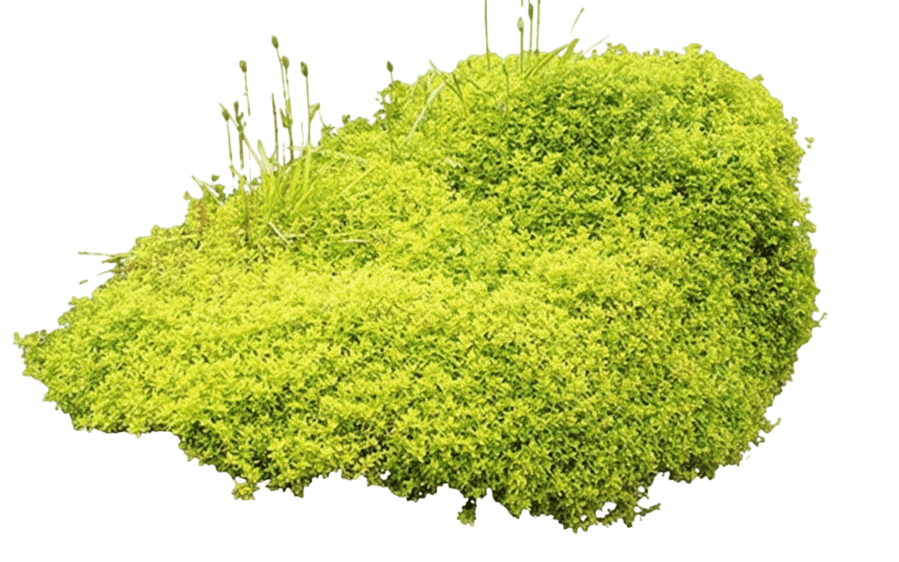 Thyme, Archer'S Gold (Thymus Citridorus S Gold 'Archer') - Ground Layers