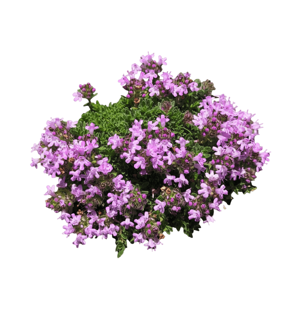 Wild Thyme (Thymus Praecox 'Pink Chintz') - Ground Layers