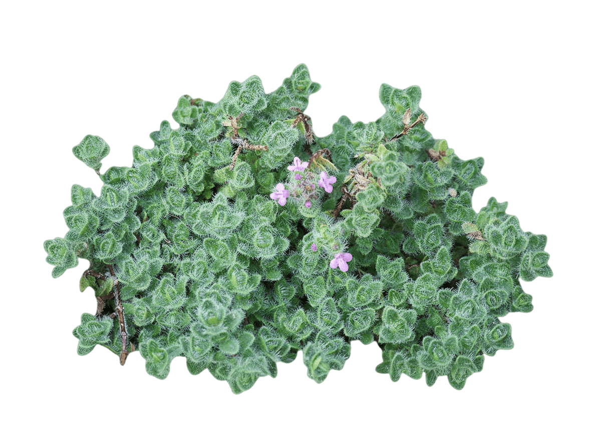 Woolly Thyme (Thymus Pseudolanuginosus) - Ground Layers