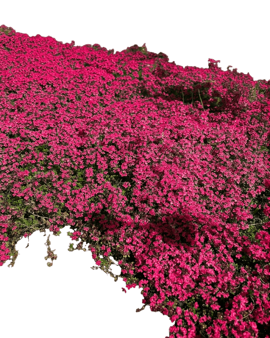 Red Flowering Mother Of Thyme (Thymus Serpyllum 'Coccineus') - Ground Layers