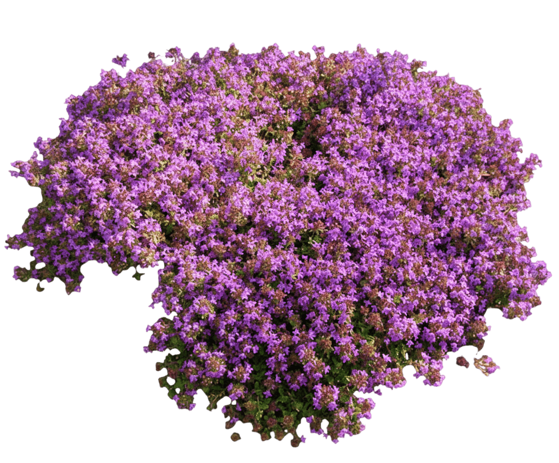Elfin Thyme (Thymus Serpyllum 'Elfin') - Ground Layers