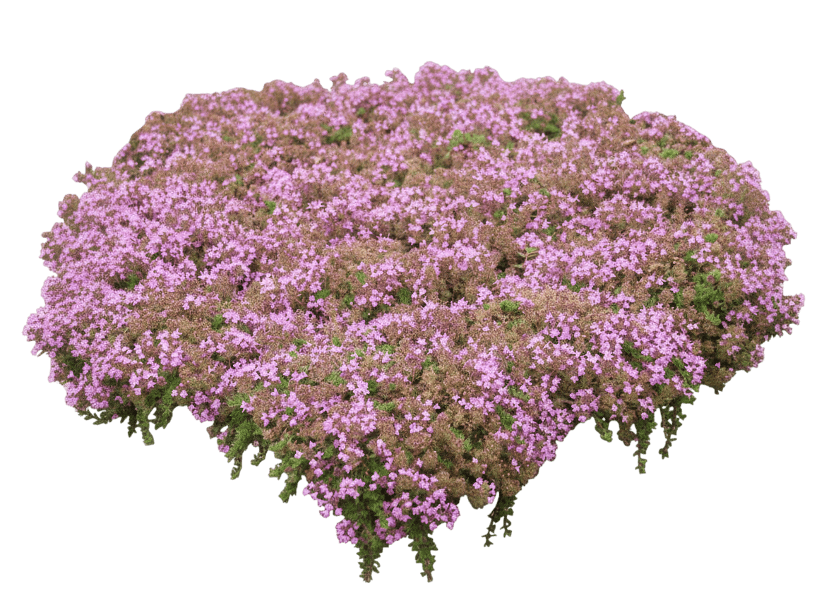 Thyme, Pink Chintz (Thymus Serpyllum 'Pink Chintz') - Ground Layers