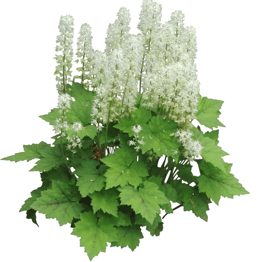 Foam Flower (Tiarella Cordifolia) - Ground Layers