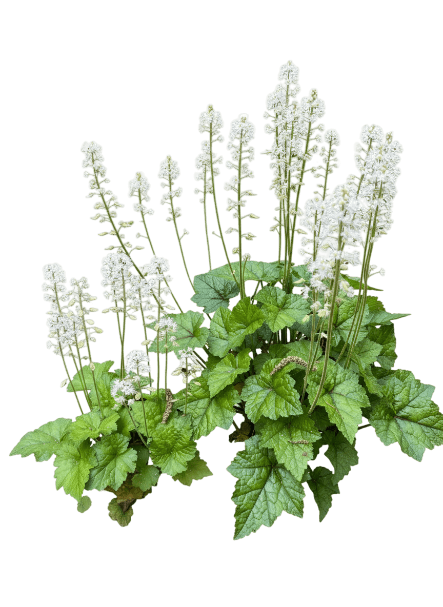 Foam Flower (Tiarella Cordifolia 'Oakleaf') - Perennials