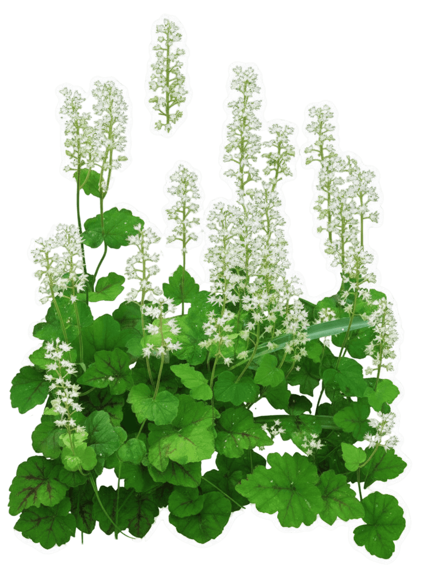 Foam Flower (Tiarella Cordifolia 'Running Tapestry') - Perennials
