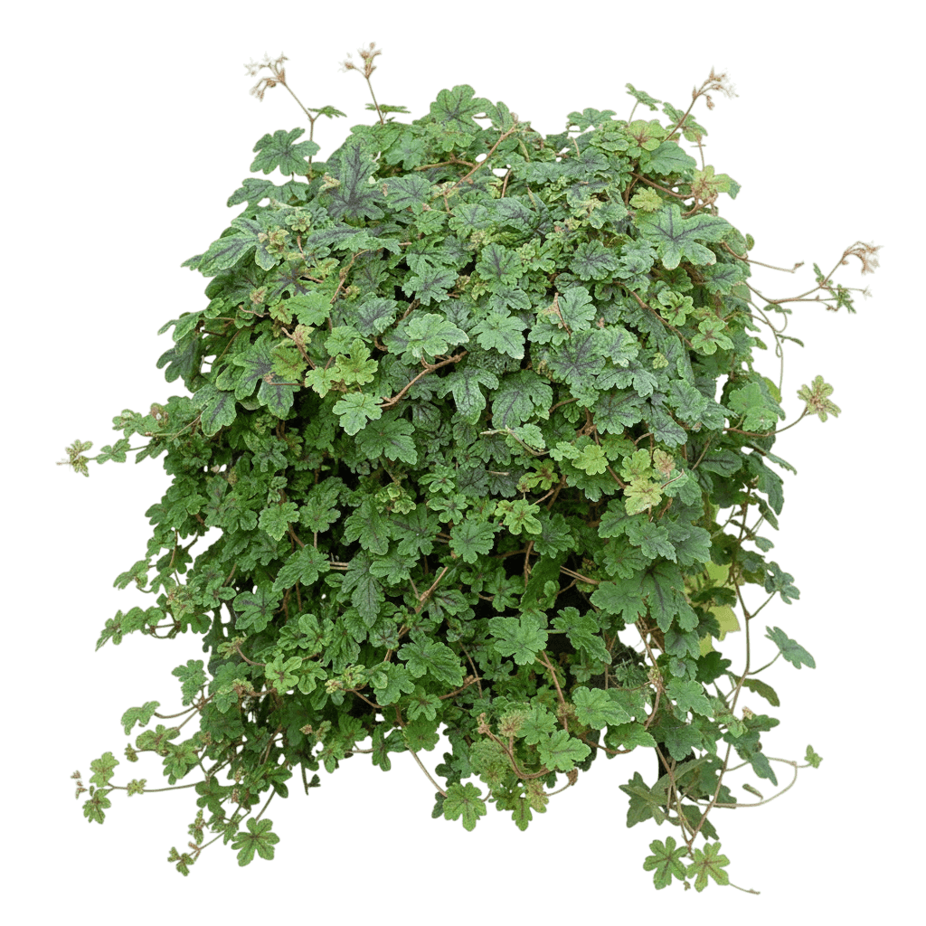 Foamflower, Happy Trails (Tiarella 'Happy Trails') - Perennials