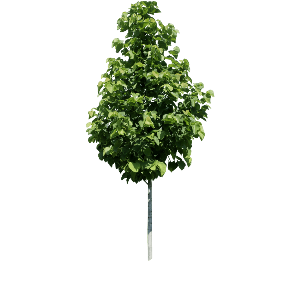 Linden, American Sentry *Call For Availability* (Tilia Americana ‘American Sentry’) - Shade Trees