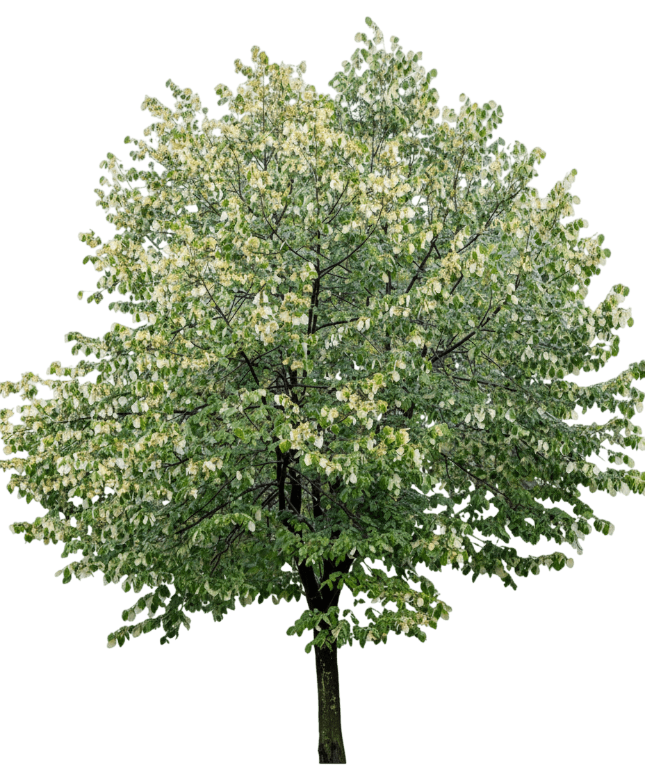 Frontyard® American Linden (Tilia Americana Frontyard 'Bailyard') - Shade Trees