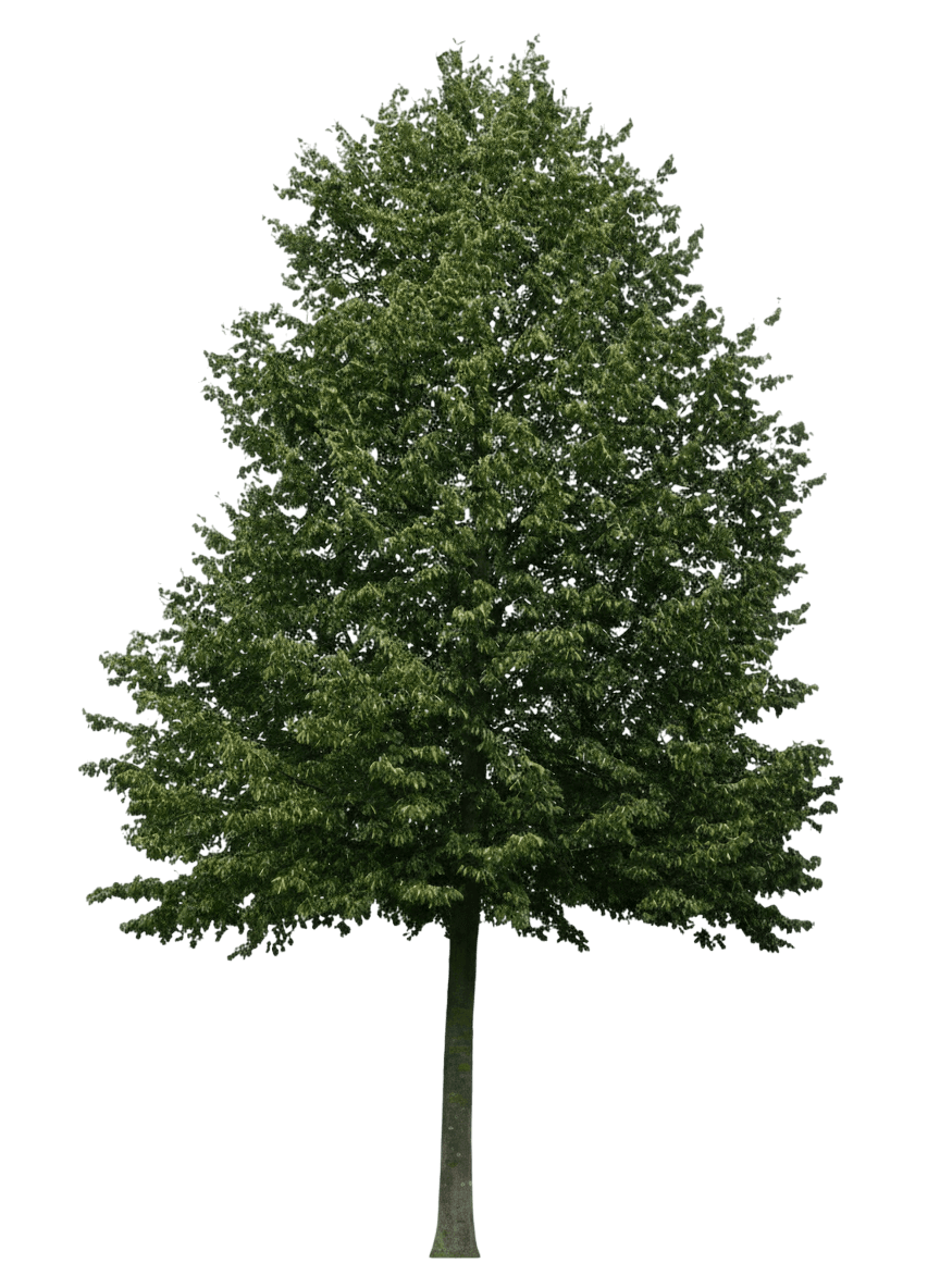 Greenspire™ Little Leaf Linden (Tilia Cordata Greenspire 'Pni 6025') - Shade Trees