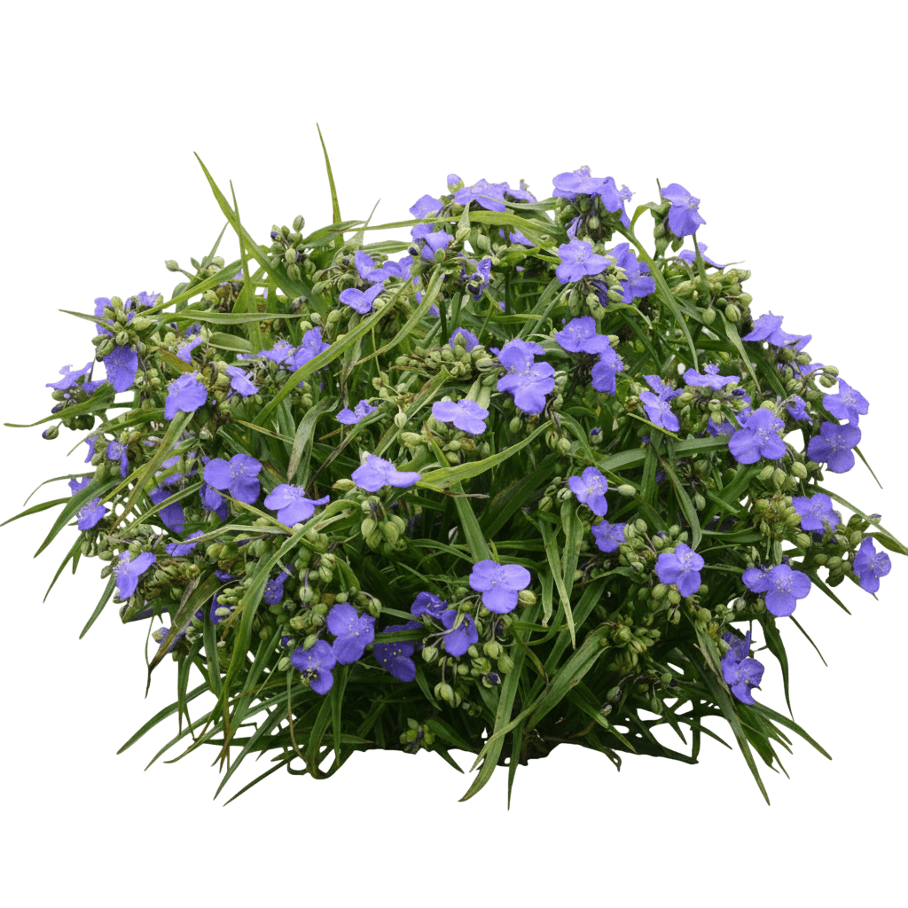 Amethyst Kiss™ Spiderwort (Tradescantia Amethyst Kiss 'Radtrad') - Perennials