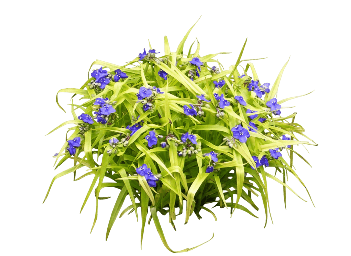 Spiderwort (Tradescantia Andersoniana 'Sweet Kate') - Perennials