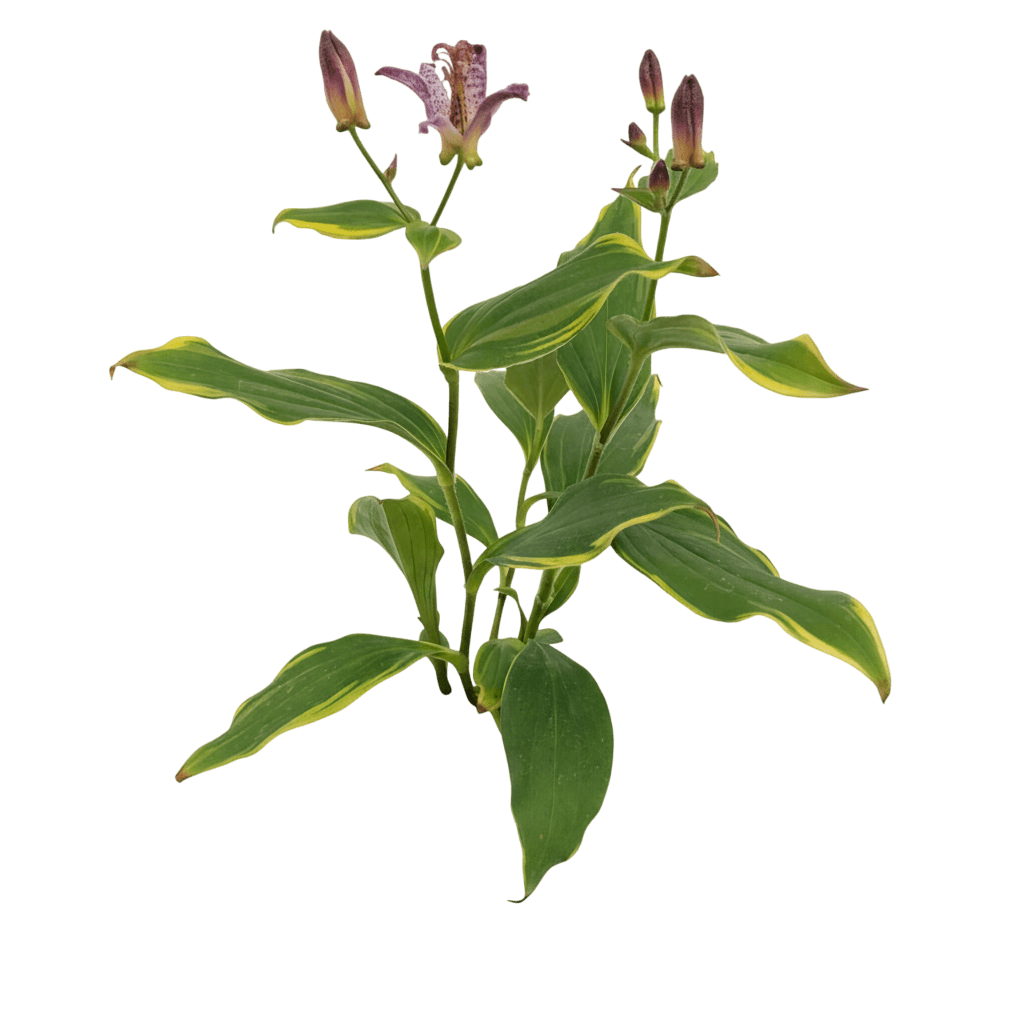 Toad Lily (Tricyrtis Formosana 'Samurai') - Perennials