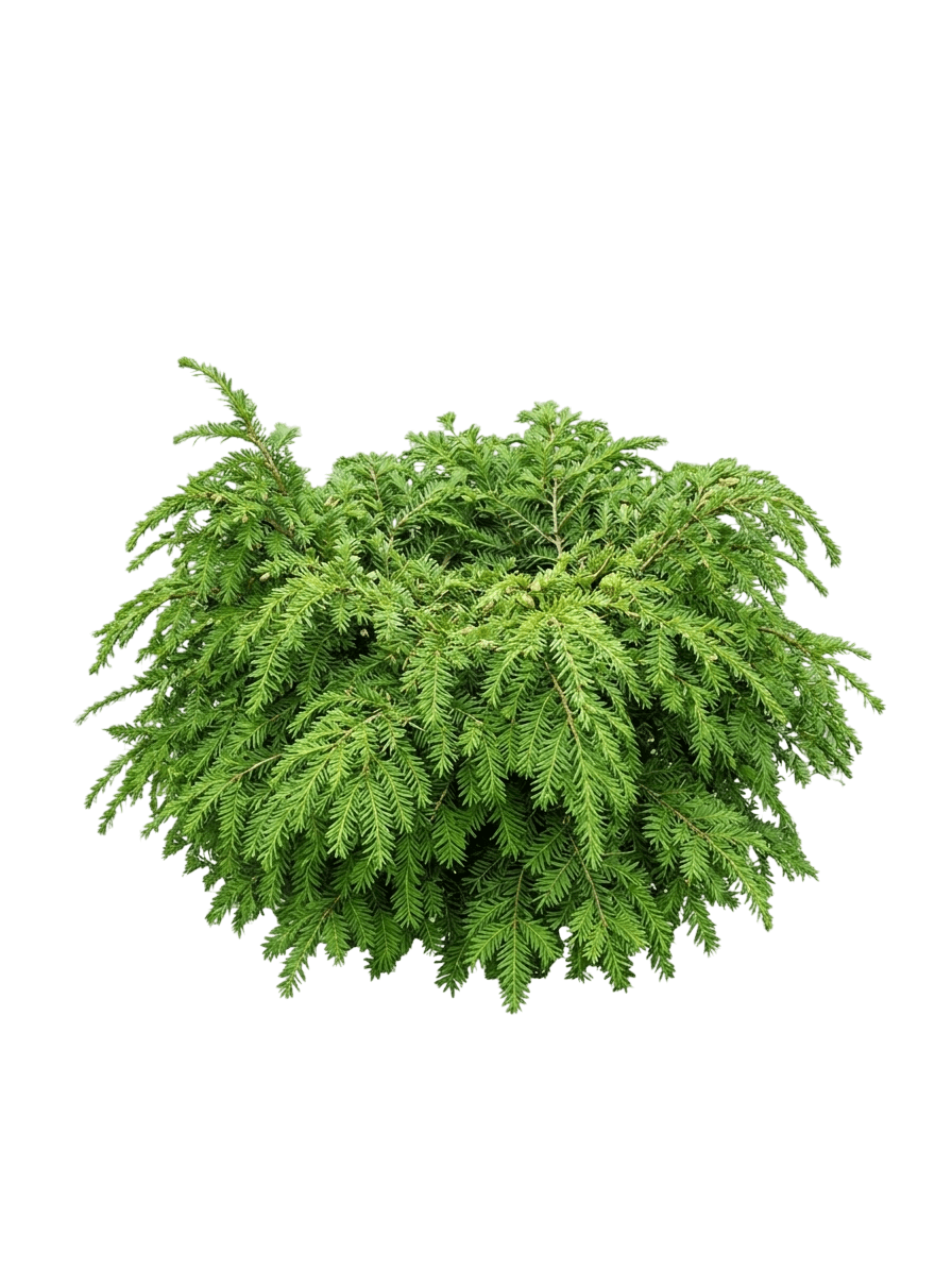 Jeddeloh Dwarf Hemlock (Tsuga Canadensis 'Jeddeloh') - Ground Layers