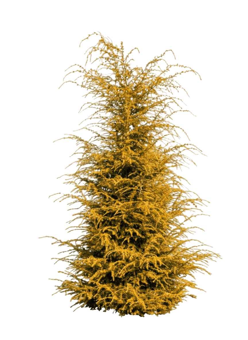 Golden Duchess Hemlock (Tsuga Canadensis 'Monkinn') - Evergreen Trees