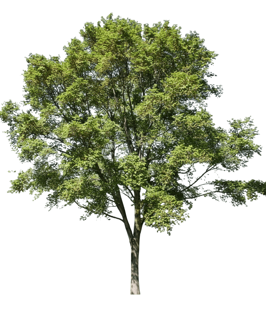 Patriot Elm (Ulmus ( X U. Wilsoniana ) 'Urban') - Shade Trees