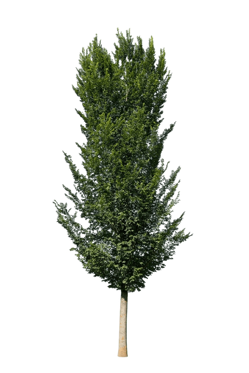 Jacqueline Hillier Elm (Ulmus × Hollandica 'Jacqueline Hillier') - Shade Trees