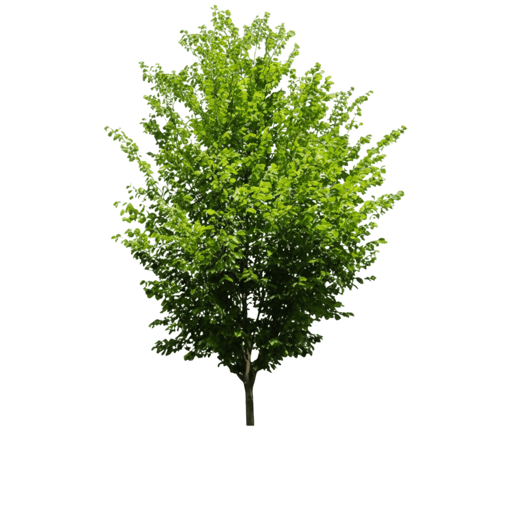 Elm, Valley Forge *Call For Availability* (Ulmus Americana 'Valley Forge') - Shade Trees