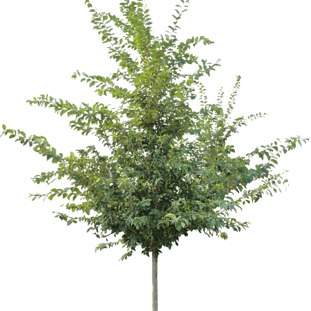 Elm, Triumph® (Ulmus 'Morton Glossy') - Shade Trees