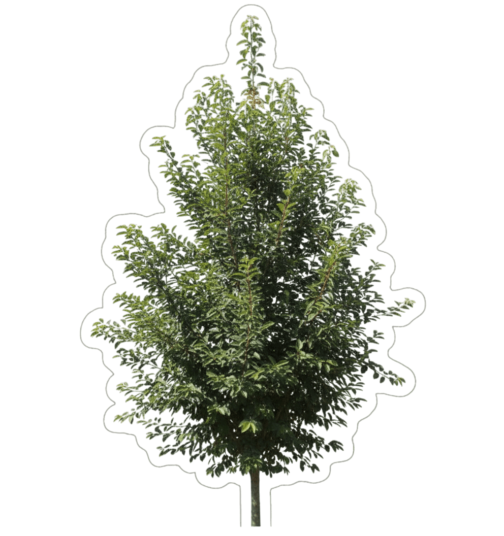 Elm, Accolade® (Ulmus Japonica X Wilsoniana 'Morton') - Shade Trees