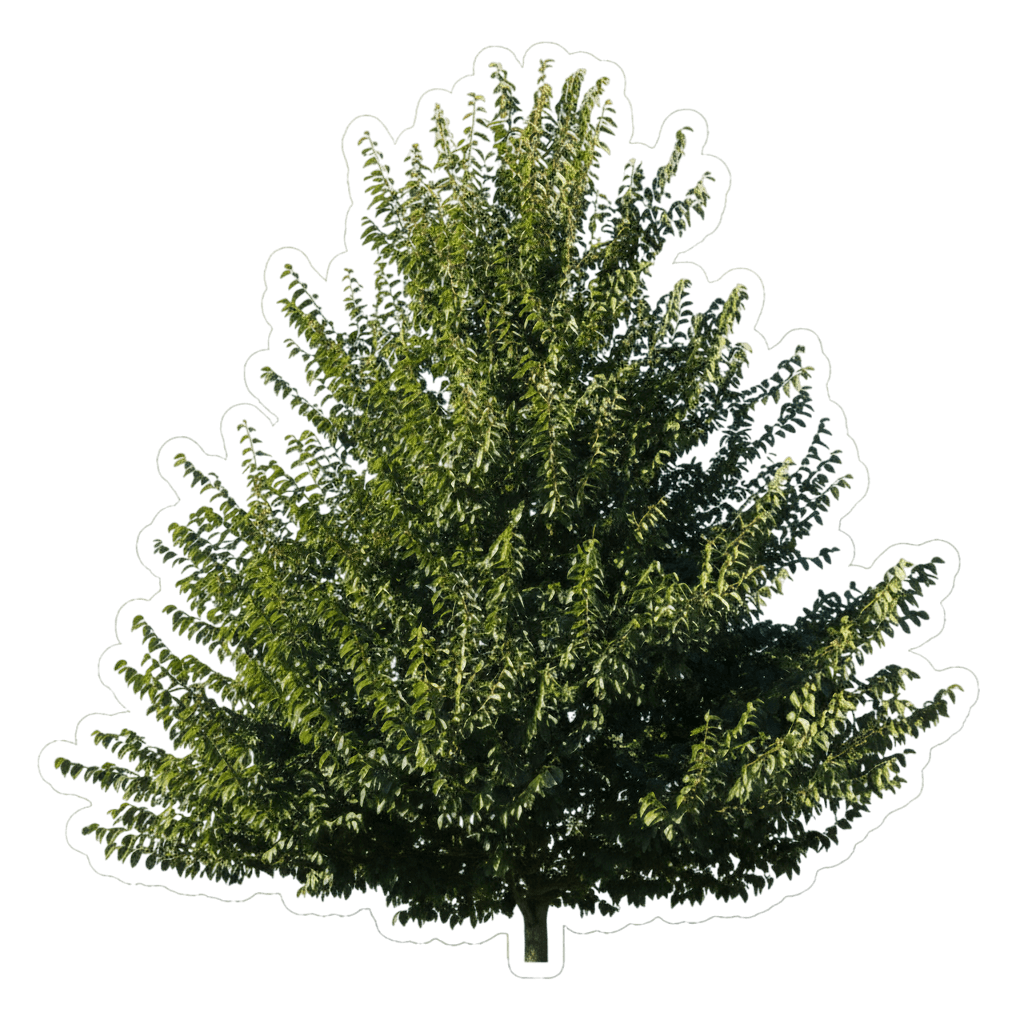 Elm, New Horizon *Call For Availability* (Ulmus X (Pp 8,684) 'New Horizon') - Shade Trees