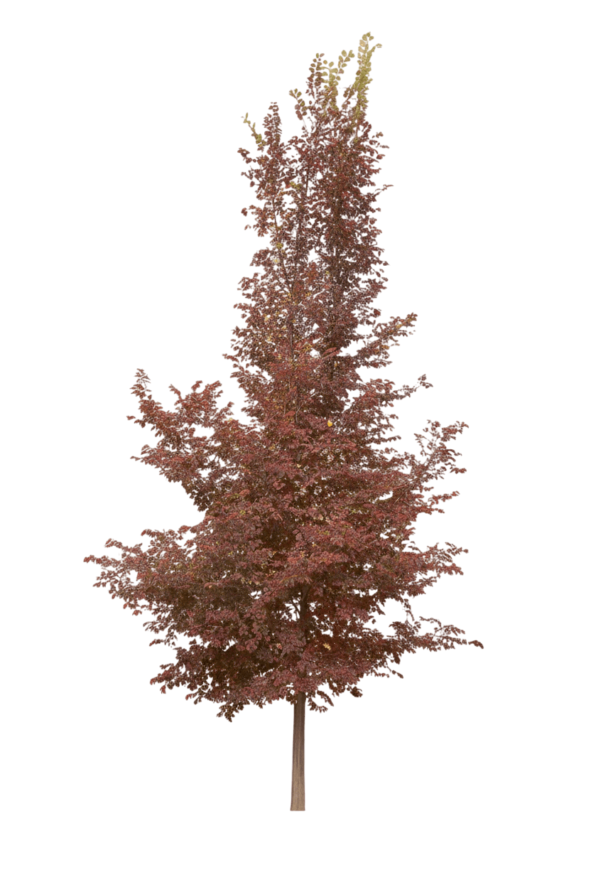 Elm, Frontier (Ulmus X 'Frontier') - Shade Trees