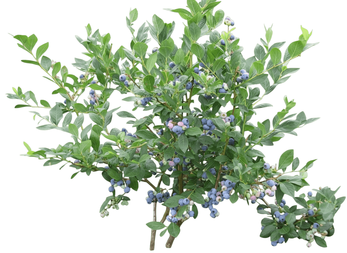 Blueberry, Reka (Vaccinium Corymbosum ‘Reka’) - Ground Layers